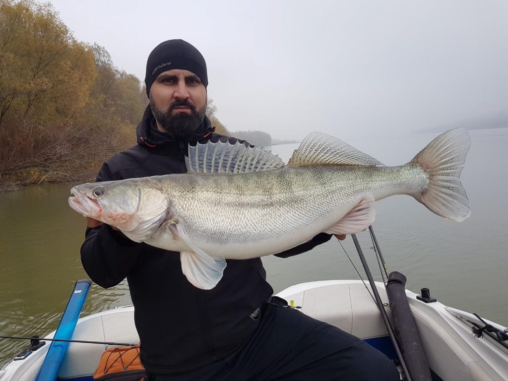 salau pescuit in Dunare