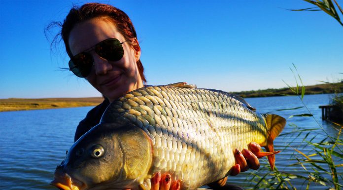 captura pescuit la crap la feeder