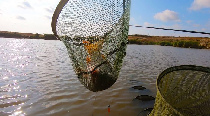 pescuit la crap la pluta