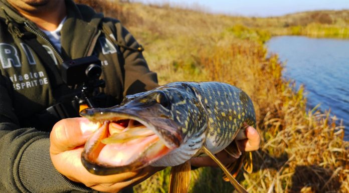 Pescuitul stiucii in ape mici