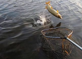 captura pescuit la rapitor