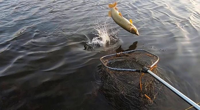 captura pescuit la rapitor