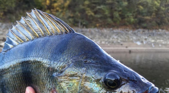 pescuit la biban doiyo neiru