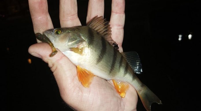 pescuit urban cu Spro FreeStyle