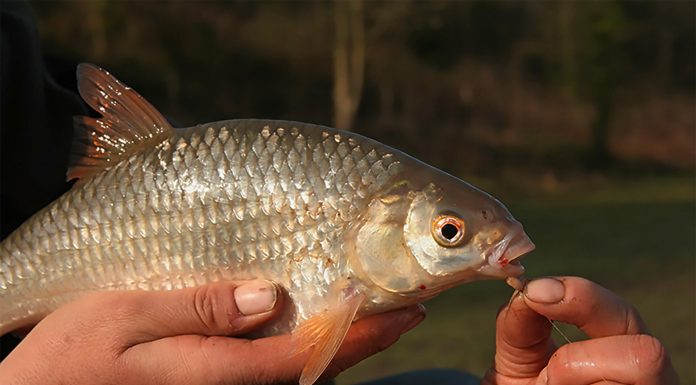 Babusca – Cum pescuim acest peste ? exemplar de babusca