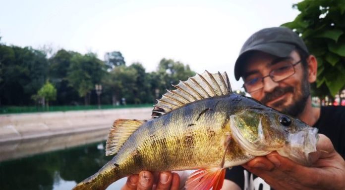 Biban – Cum pescuim acest peste ? Biban pe Dambovita